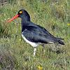 Magellanic Oystercatcher, Torres del Paine - Patagonia